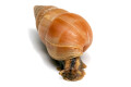 Limicolaria flammea Nigeria orange adult